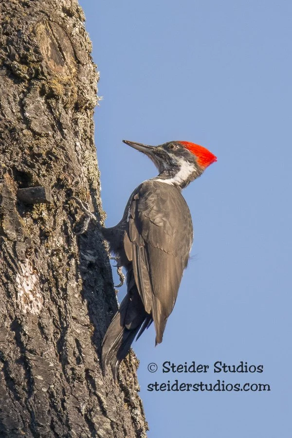 Steider Studios.Pileated Woodpecker 9.10.14.jpg