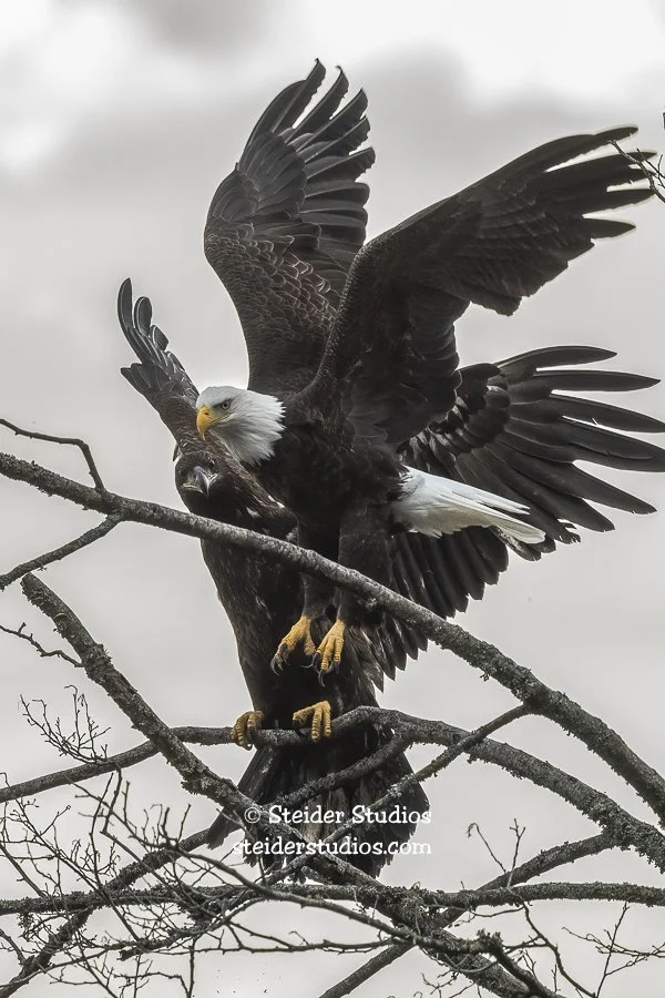 Steider Studios.Eagle Disturbance.2.1.21-2.jpg