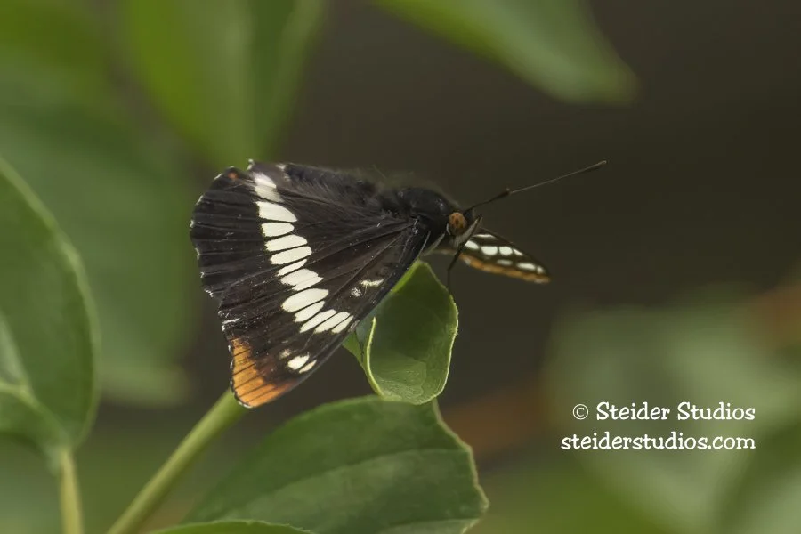 Steider Studios.Lorquin's Admiral.Wyeth.6.19.25.jpg