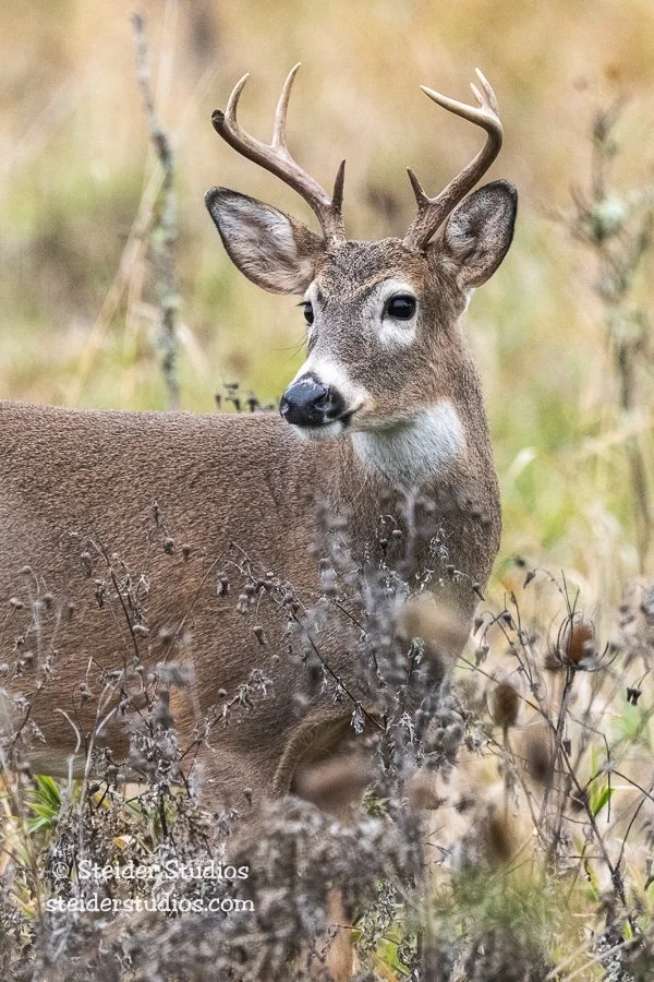 Steider Studios.Buck.Ridgefield.10.29.20.jpg