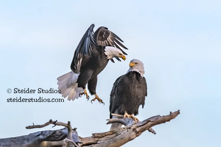 Steider Studios.Bald Eagle Pair.1.6.18.jpg