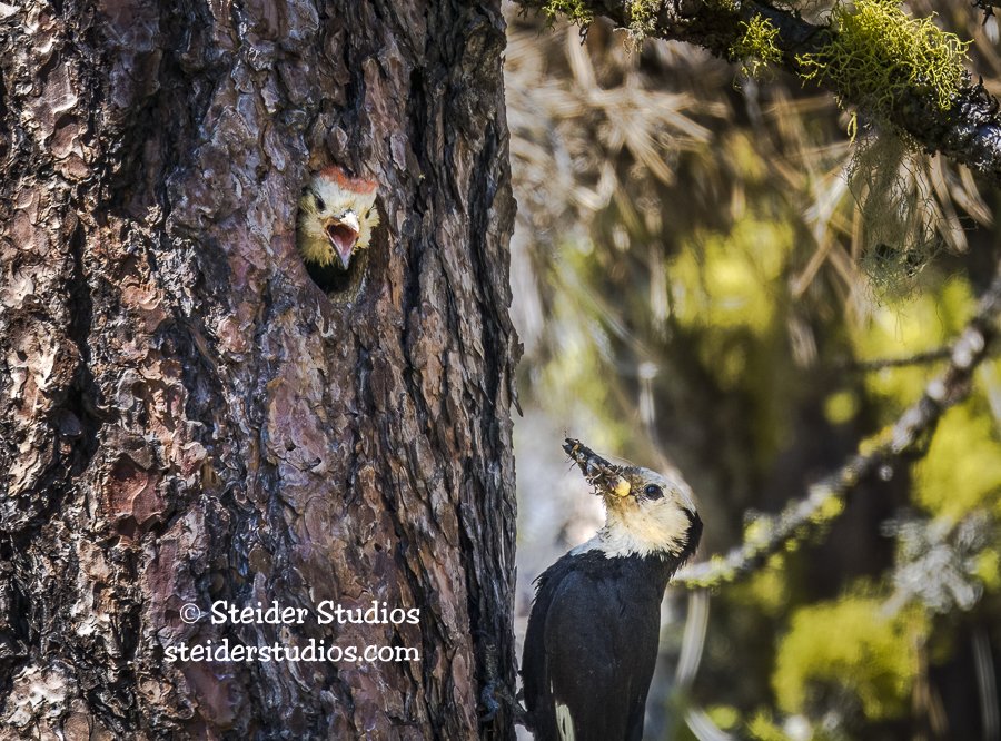 Steider Studios.WH Wdpkr.MtAComFrst.6.12.16.jpg