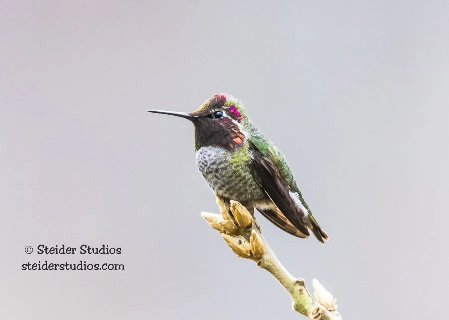 Steider Studios.Ana's Hummingbird.1.10.16-3.jpg
