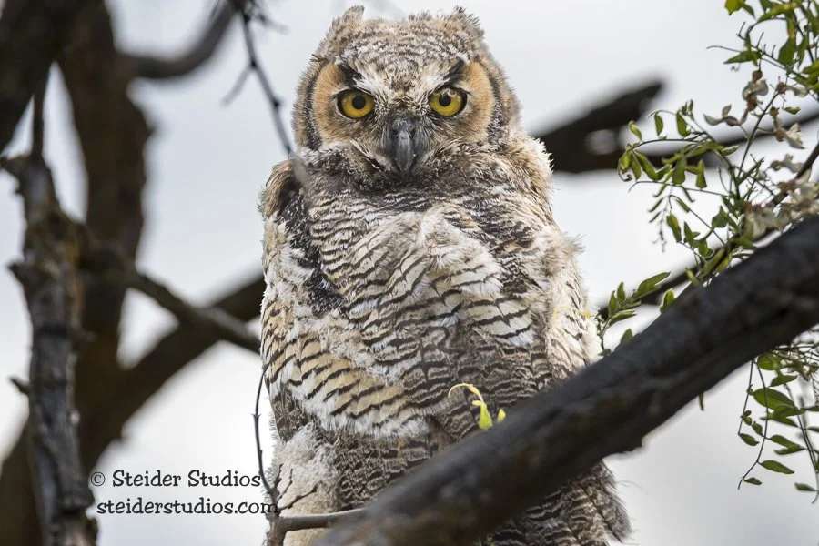 On the cusp of adulthood, Great Horned Owlet