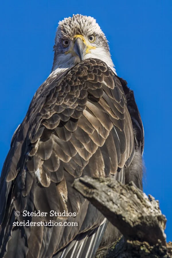 Steider Studios.BAEA.Balfour.1.20.15.jpg