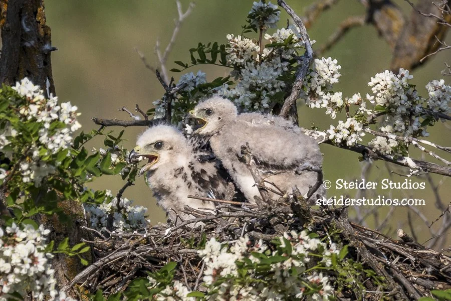 Steider Studios.Hawk Chicks.5.30.17.jpg
