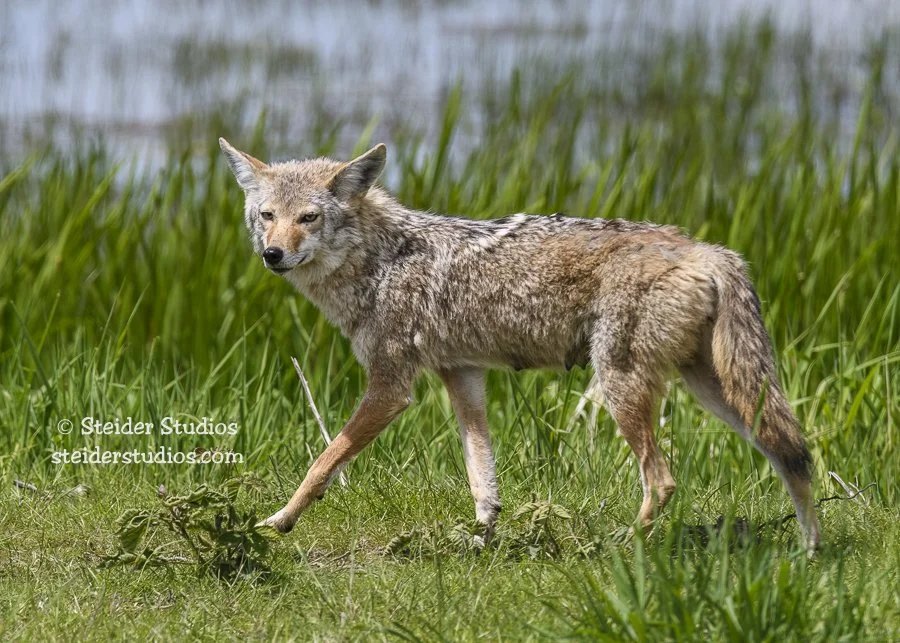 Steider Studios.Coyote.Ridgefield.5.18.17.jpg