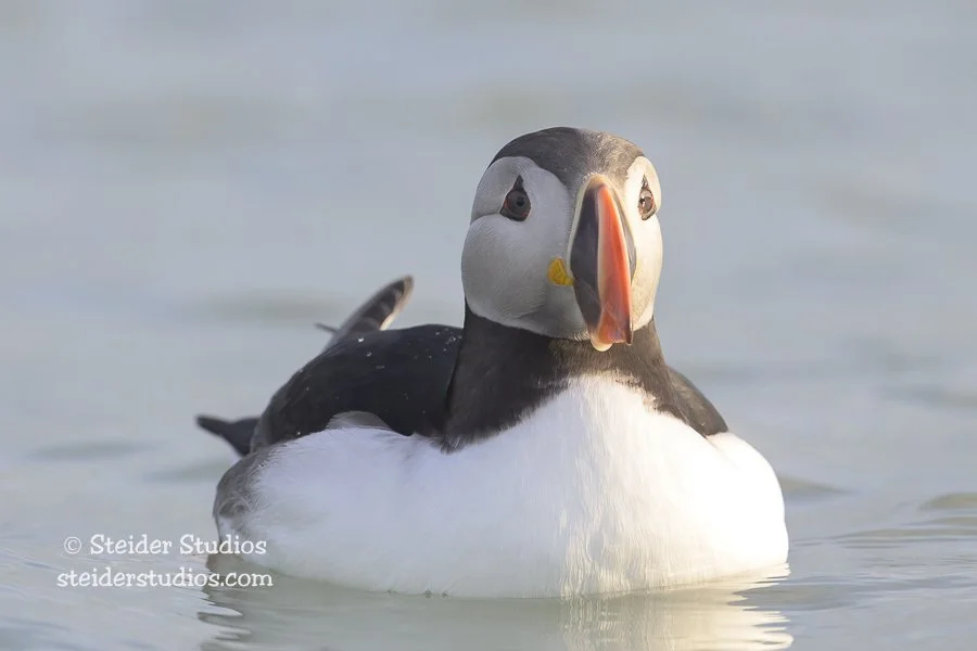 Atlantic Puffin Swimming Forward