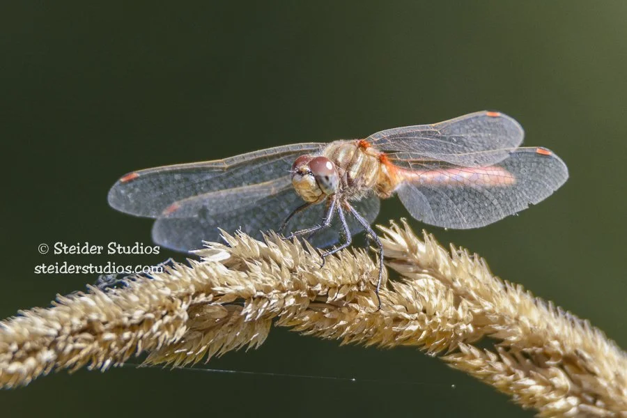 Steider Studios.Red Dragonfly.Side View.9.20.14-2.jpg
