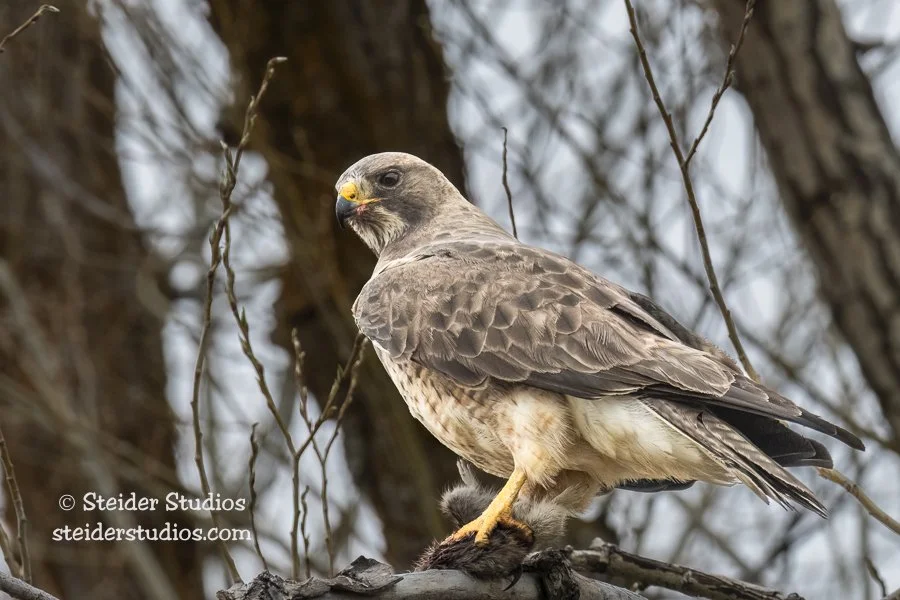 Steider Studios.Swainson's Hawk.4.15.19-2.jpg