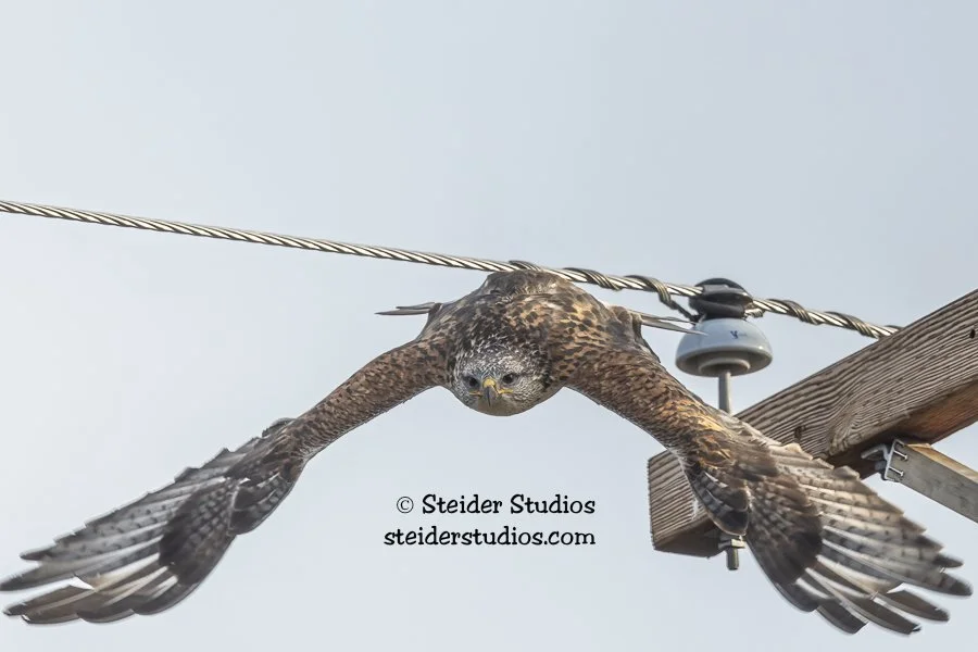 Ferruginous Hawk Dives from Post