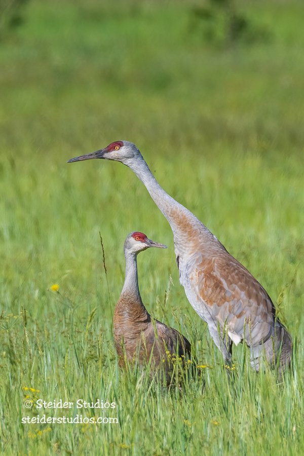 SteiderStudios.10.Sandhill Crane.6.3.19.jpg