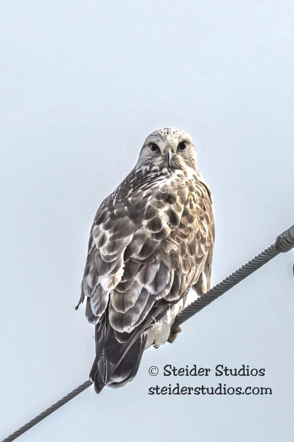 Steider Studios.Rough-legged Hawk.3.17.21.jpg