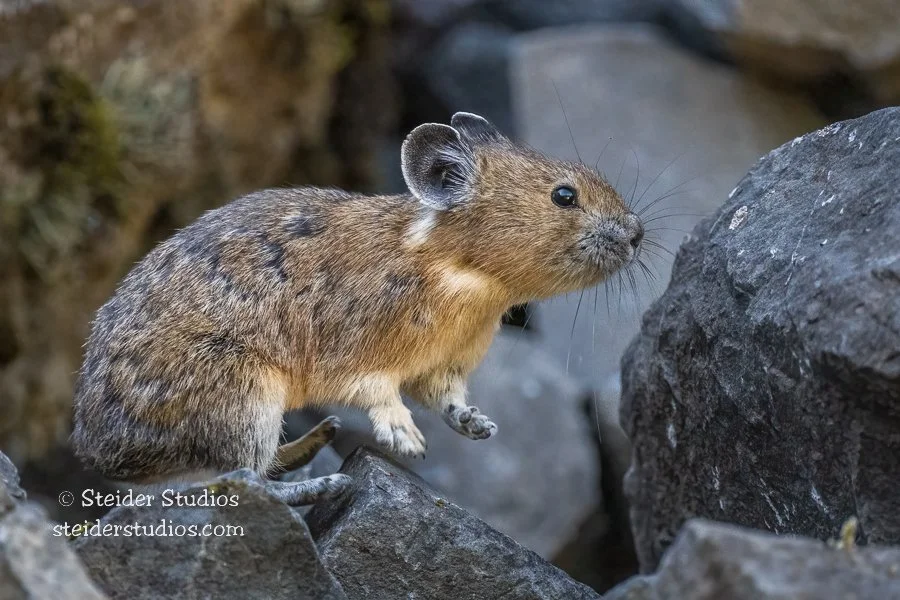 Steider Studios.Pika.7.13.22-2.jpg