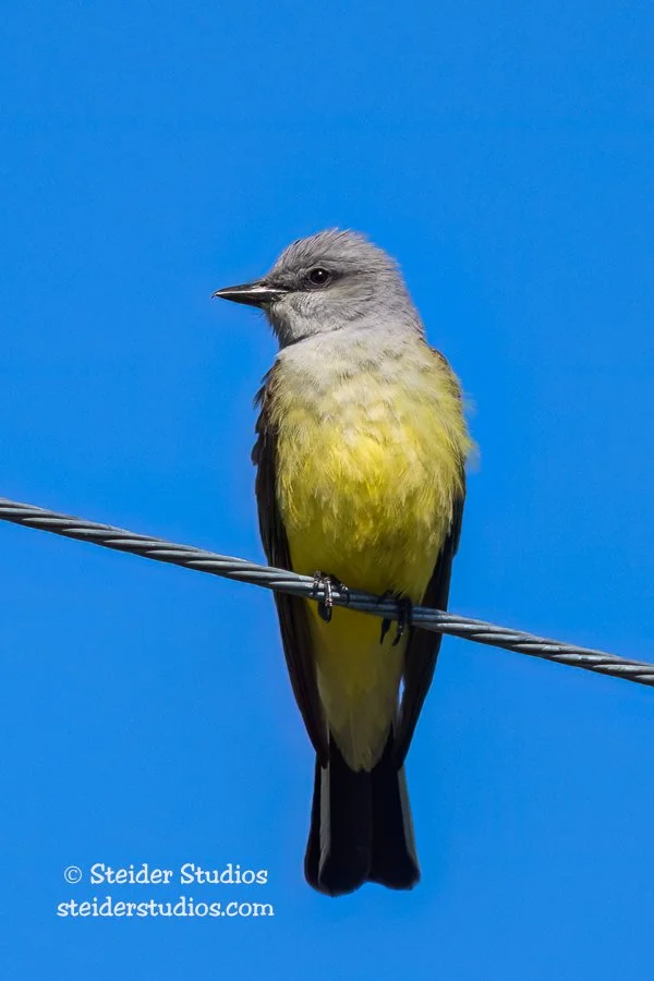 Steider Studios.Western Kingbird.5.11.23.jpg