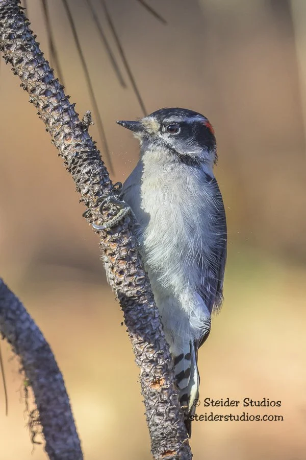 Steider Studios.Downy.Klick.Wild.11.6.24.jpg