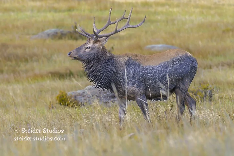 101.Steider Studios.Bull Elk.9.21.23.jpg
