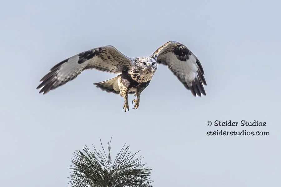 SteiderStudios.10a.Rough-legged Hawk.11.8.21-3.jpg
