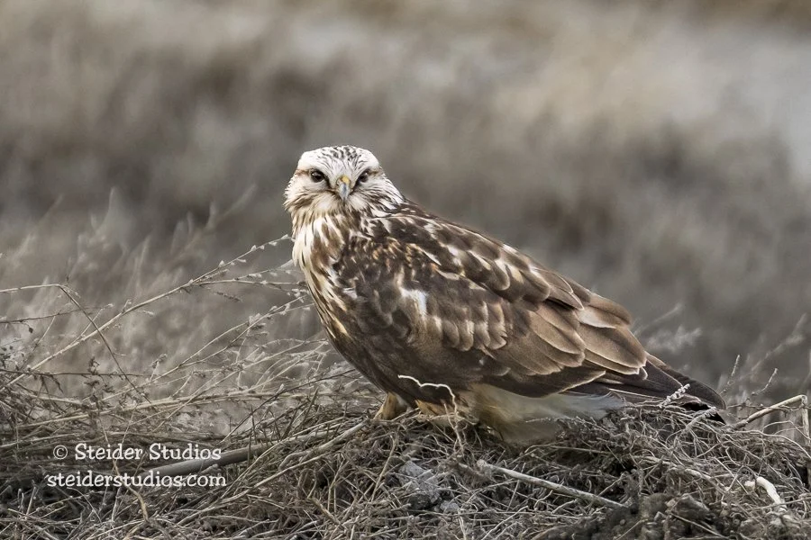 Steider Studios.Rough-Legged.2.19.17.jpg