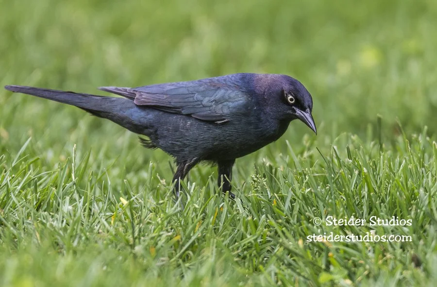 Steider Studios.Brewer's Blackbird.5.4.16.jpg