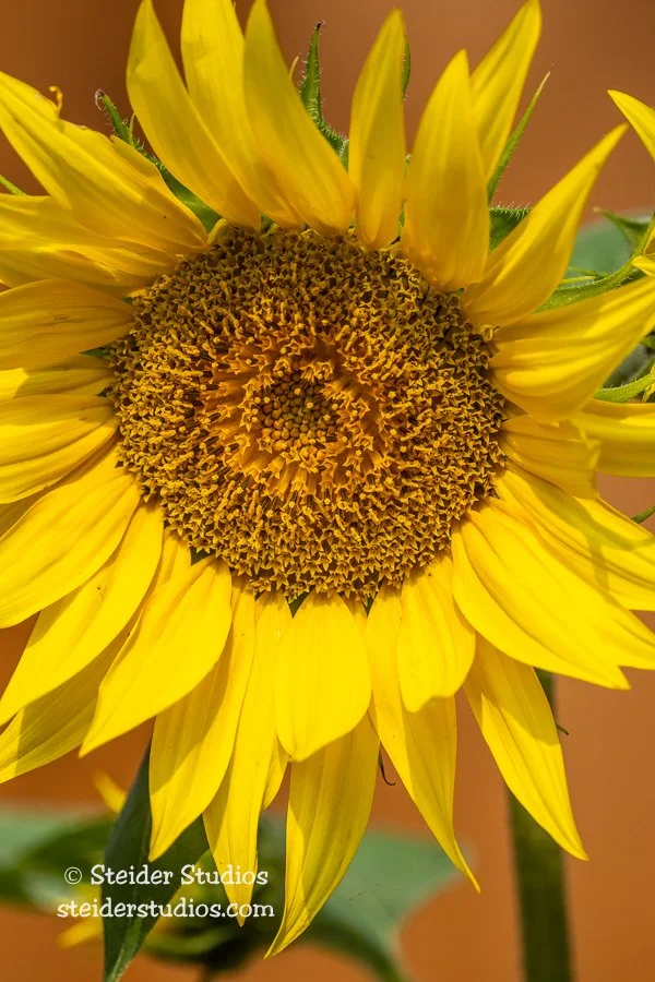 Steider Studios.Sunflower.9.11.22.jpg