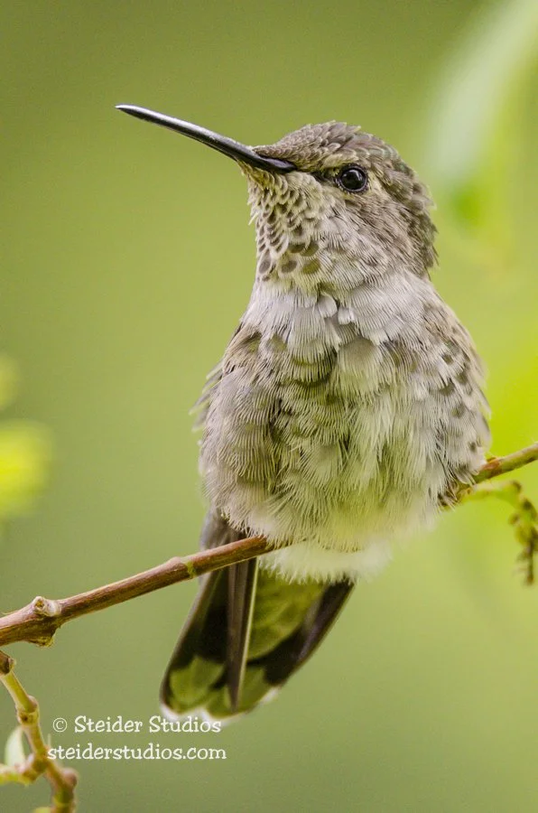 Steider Studios.Hummingbird.6.22.14.jpg
