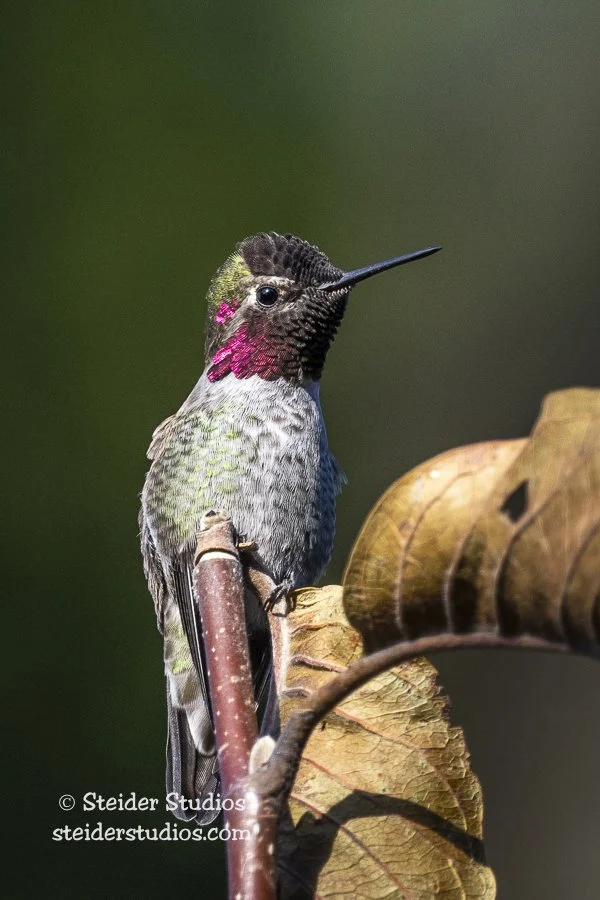 Steider Studios.Anna's Hummingbird11.8.19-2.jpg