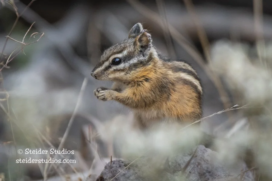 Steider Studios.Chipmunk.10.1.18.jpg