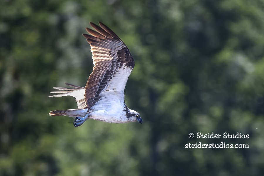 Steider Studios.Osprey.MillPond.6.23.20.jpg