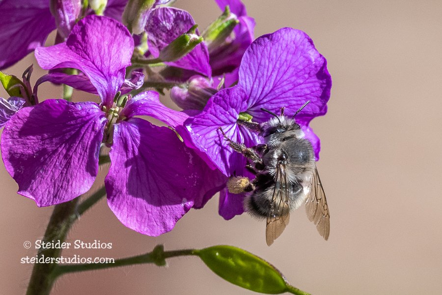 Steider Studios.Bumblebee.5.13.21.jpg