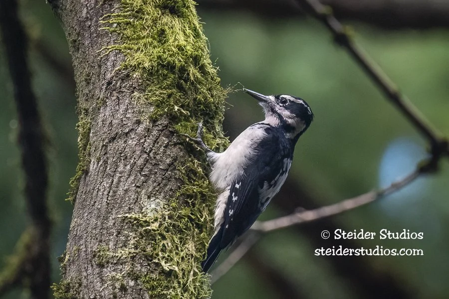 Steider Studios.Hairy.Wyeth.9.30.19.jpg