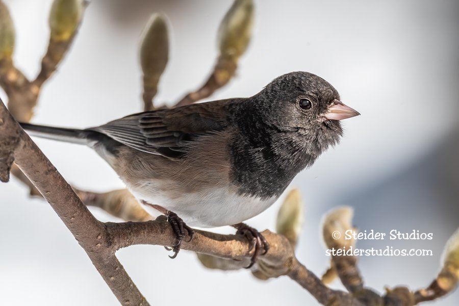 Steider Studios.Junco.2.28.19.jpg