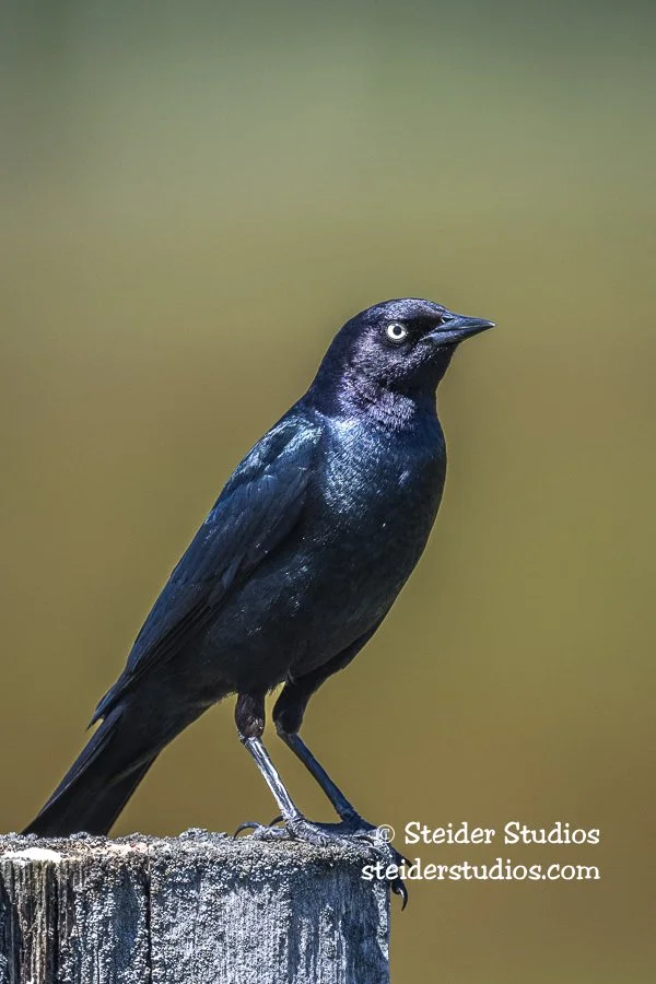Steider Studios.Brewer's Blackbird.6.18.20-2.jpg