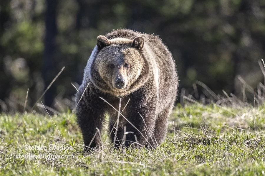 Steider Studios.Bonita.GTNP.5.25.22.jpg