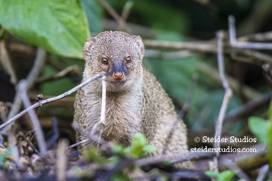 Steider Studios.Mongoose.5.26.16.jpg