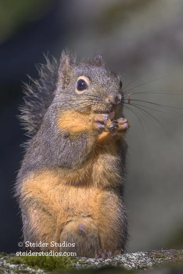 Steider Studios.Douglas Squirrel.5.30.24.jpg