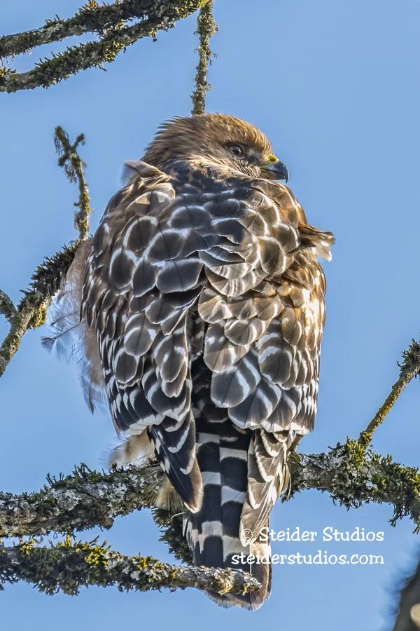 Steider Studios.RSHA.Rdgfld.12.11.17-3.jpg