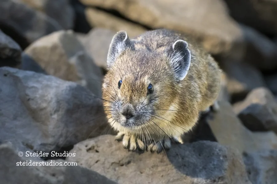 Steider Studios.Pika.7.13.22-7.jpg