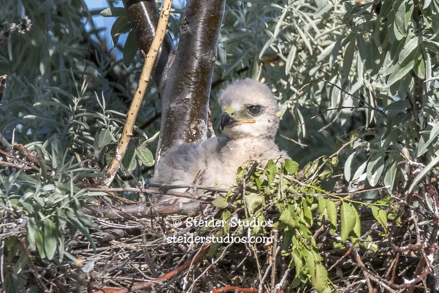 Steider Studios.Hawk Chick.5.23.17.jpg