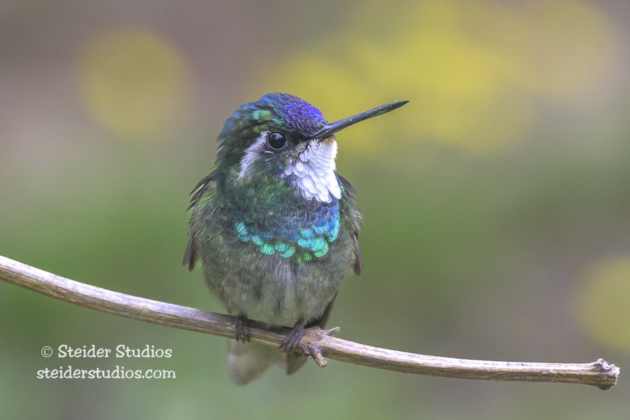 Steider Studios.Magnificent Hummingbird.3.31.25.jpg
