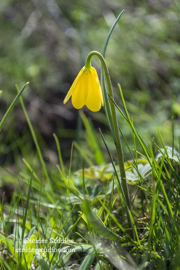 Steider Studios.Wildflower.Yellow.3.5.16.jpg