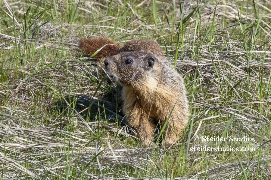 Steider Studios.Marmot 3.31.19-2.jpg