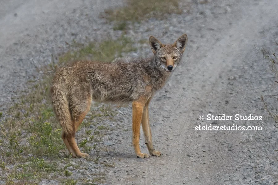 Steider Studios.Pt Reyes Safari.5.18.18-3.jpg