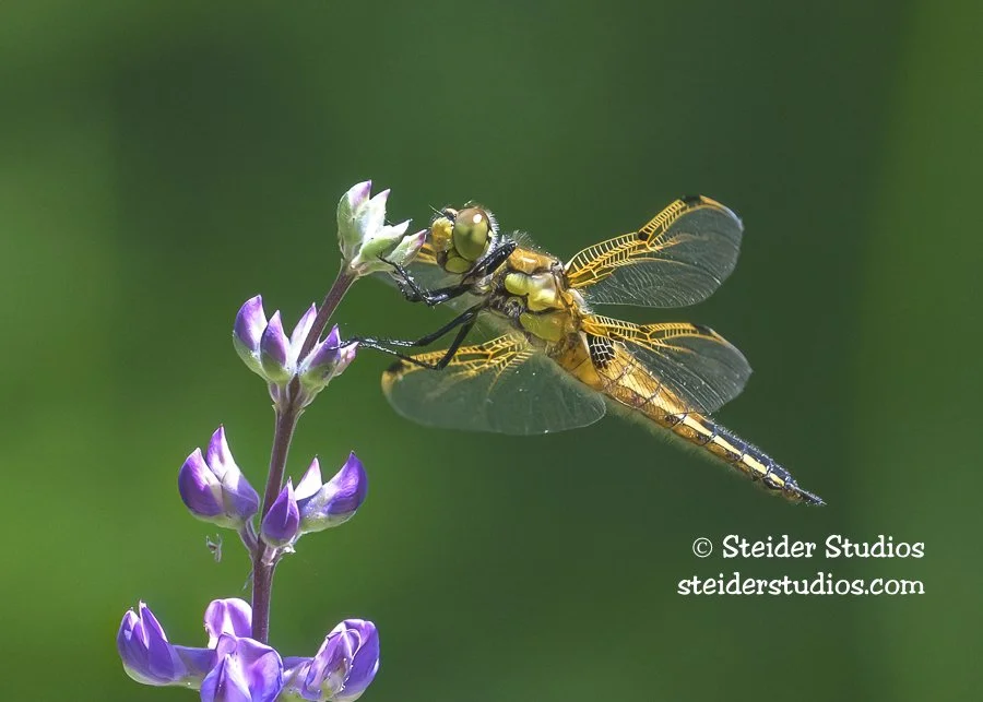 Steider Studios.Dragonfly.Conboy.5.24.25.jpg