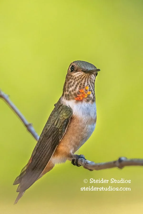 Steider Studios.Rufous Hummingbird.8.23.20.jpg
