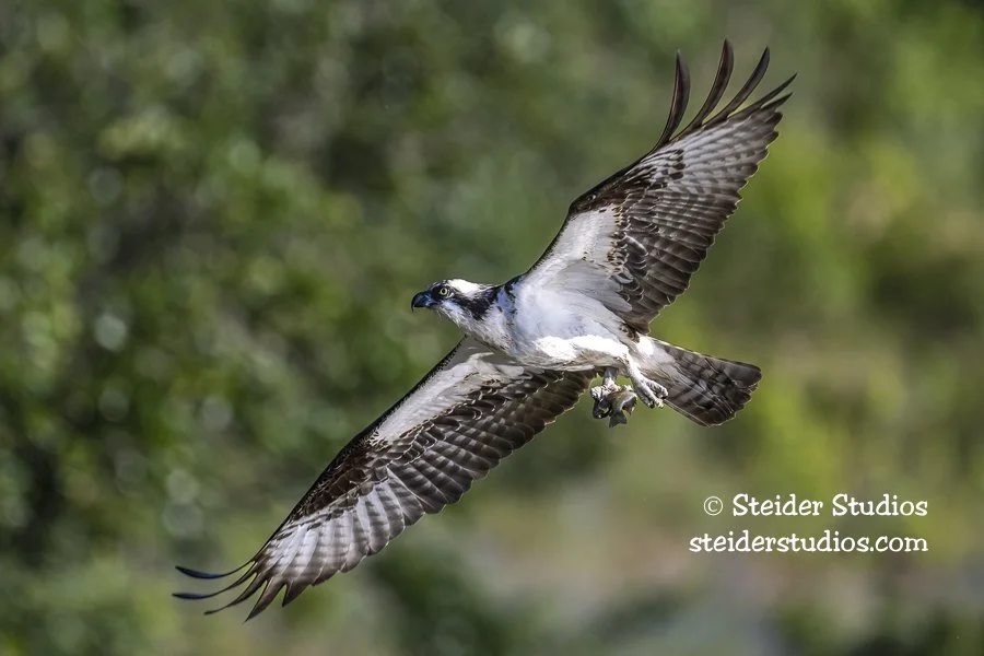 Steider Studios.Osprey.Rowland.6.22.22.jpg
