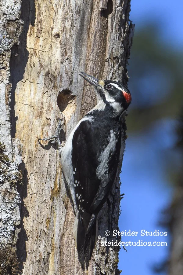 Steider Studios.Hairy Woodpecker.3.1.25.jpg