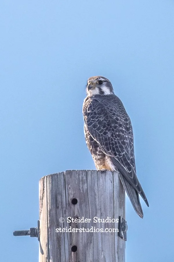 Steider Studios.Prairie Falcon.2.24.21.jpg