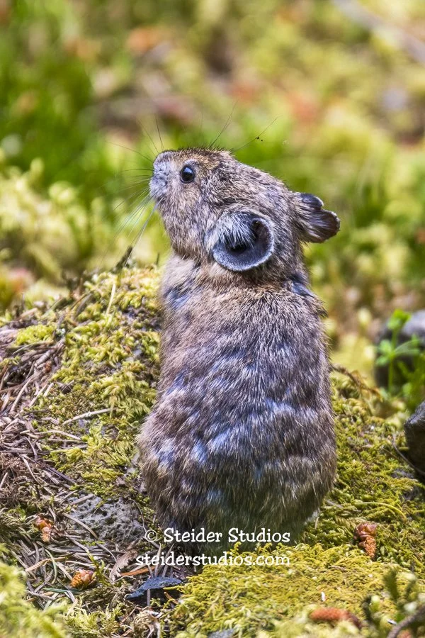Steider Studios.American Pika.5.14.16.jpg