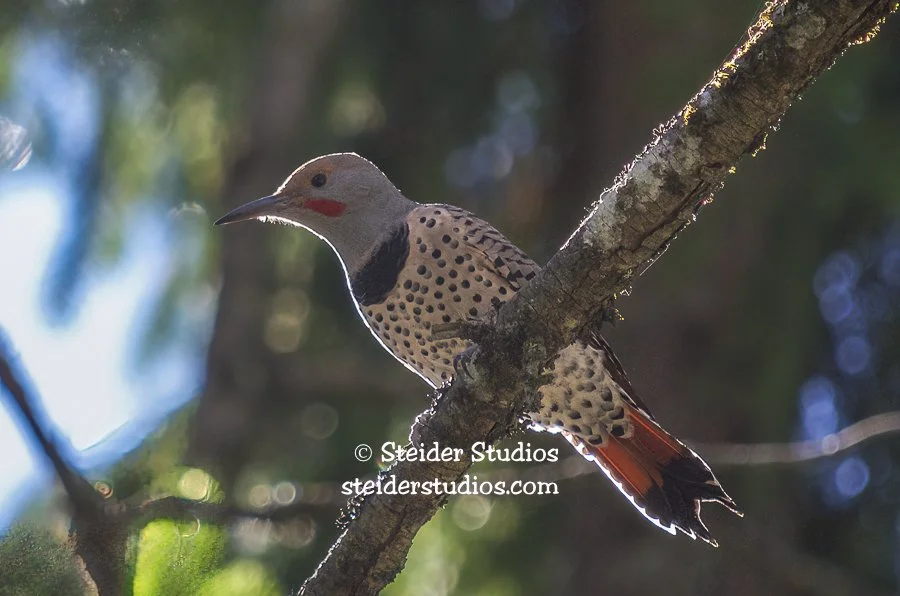 Steider Studios.Flicker.9.21.13.jpg